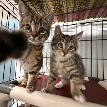 Roo, a Adoptable Domestic Short Hair image 4/4