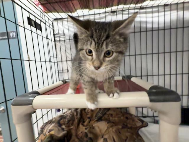 Roo, a Adoptable Domestic Short Hair image 3/4