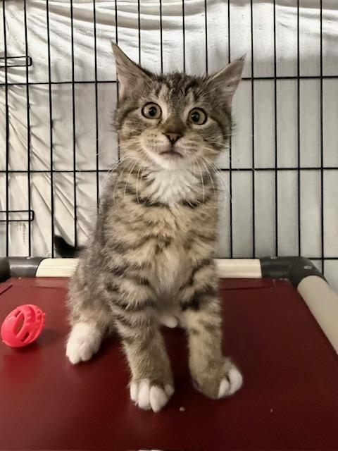 Roo, a Adoptable Domestic Short Hair image 2/4