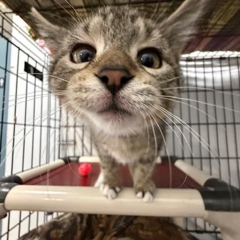 Roo, Adoptable, Kitten Male Domestic Short Hair.