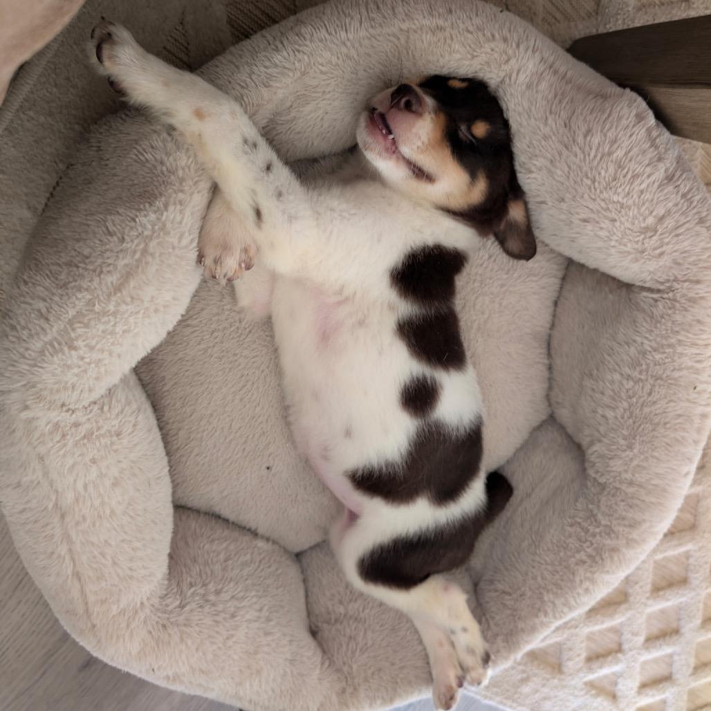 Kalai, Adoptable, Puppy Female Mixed Breed.