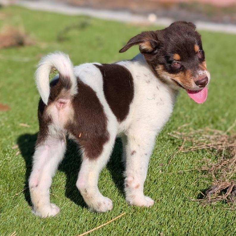 Enlarge Kalai, a Adoptable Mixed Breed in Keaau, HI image 2/3