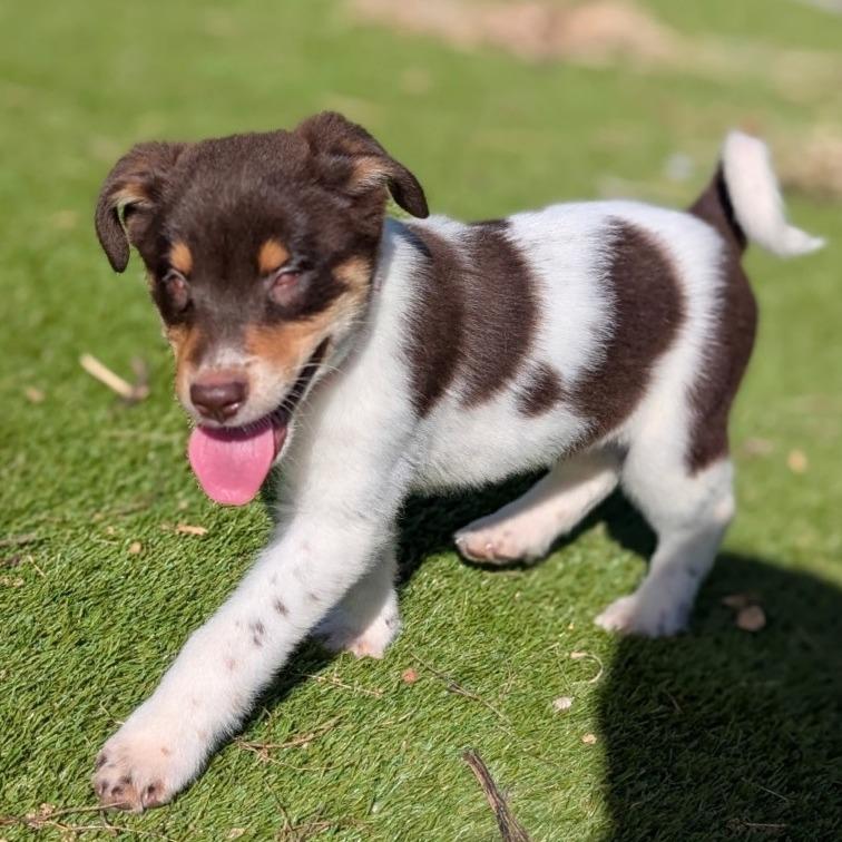 Enlarge Kalai, a Adoptable Mixed Breed in Keaau, HI image 3/3