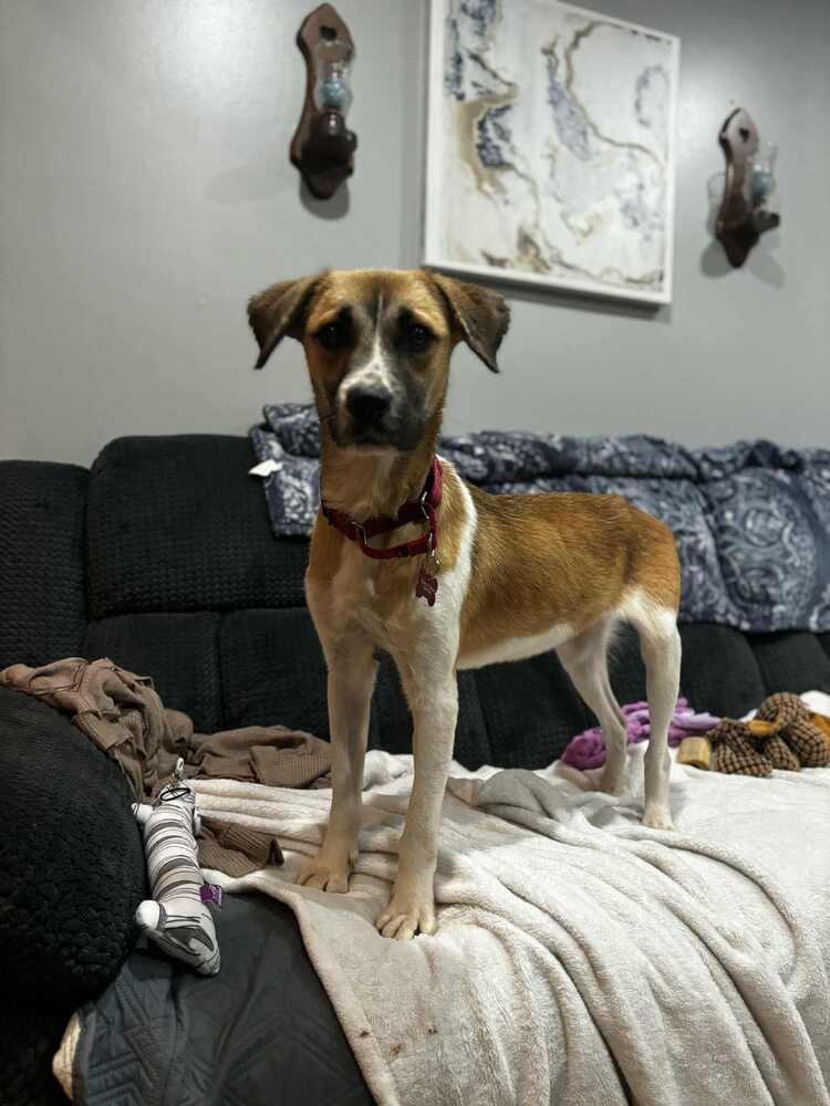 LADYBUG, Adoptable, Adult Female Labrador Retriever & Beagle.