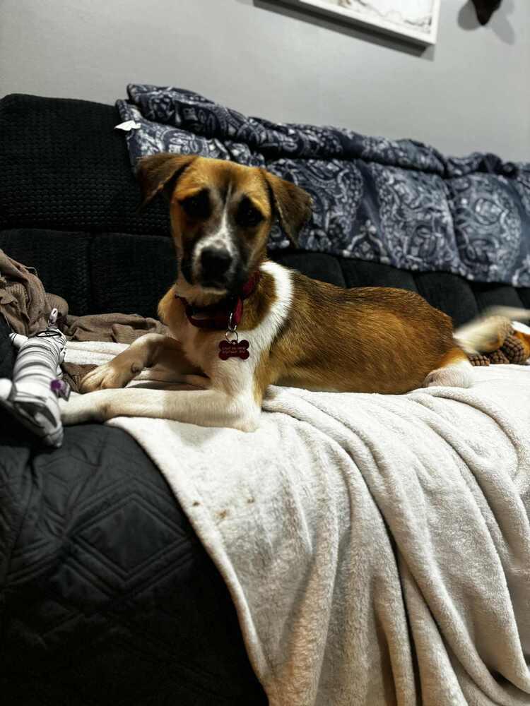 Enlarge LADYBUG, a Adoptable mixed breed in Dutton, VA image 2/2