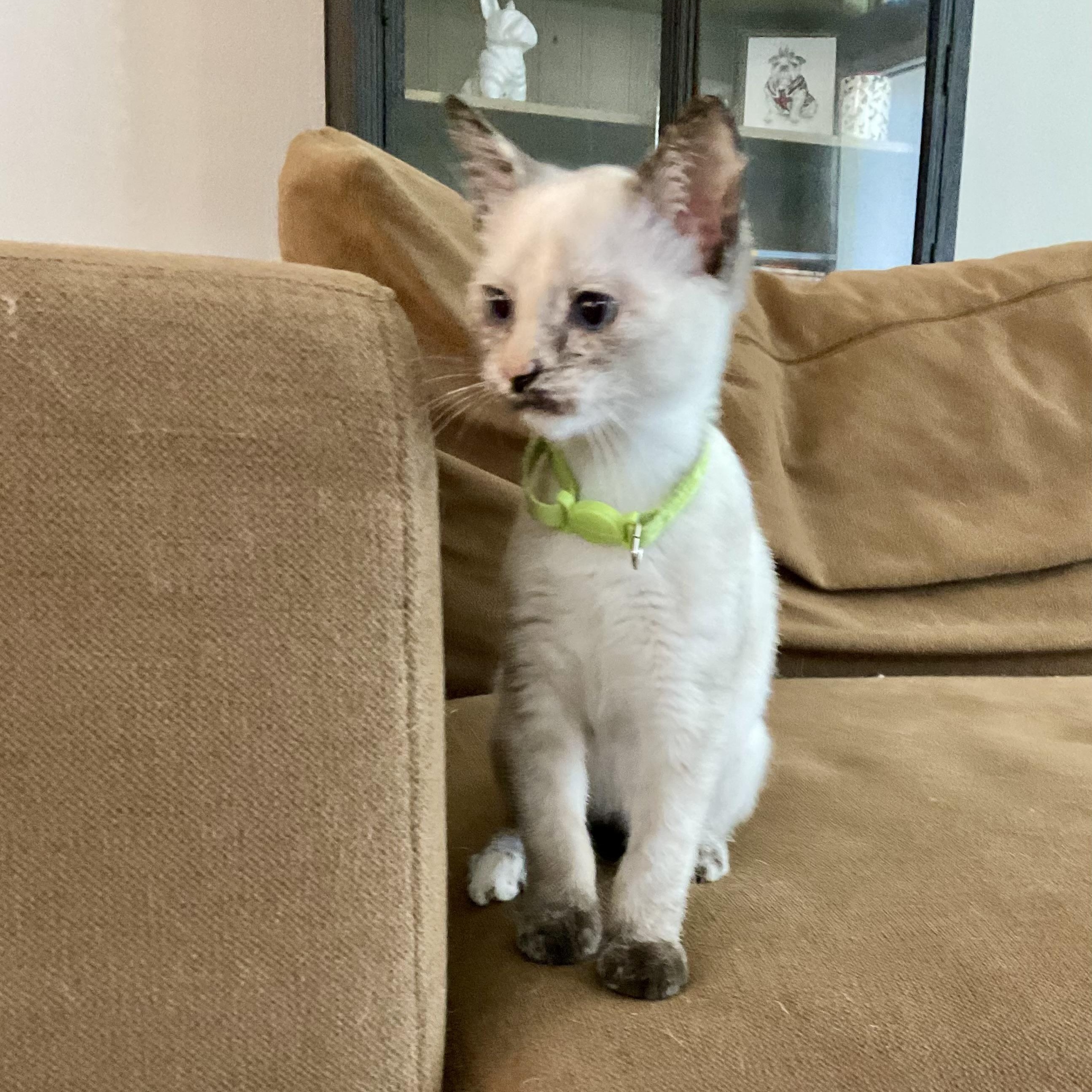 Isla, Adopted, Kitten Female Domestic Short Hair.