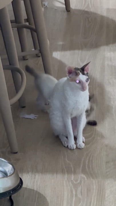 Enlarge Isla, a Adopted mixed breed in Baytown, TX video 6/6