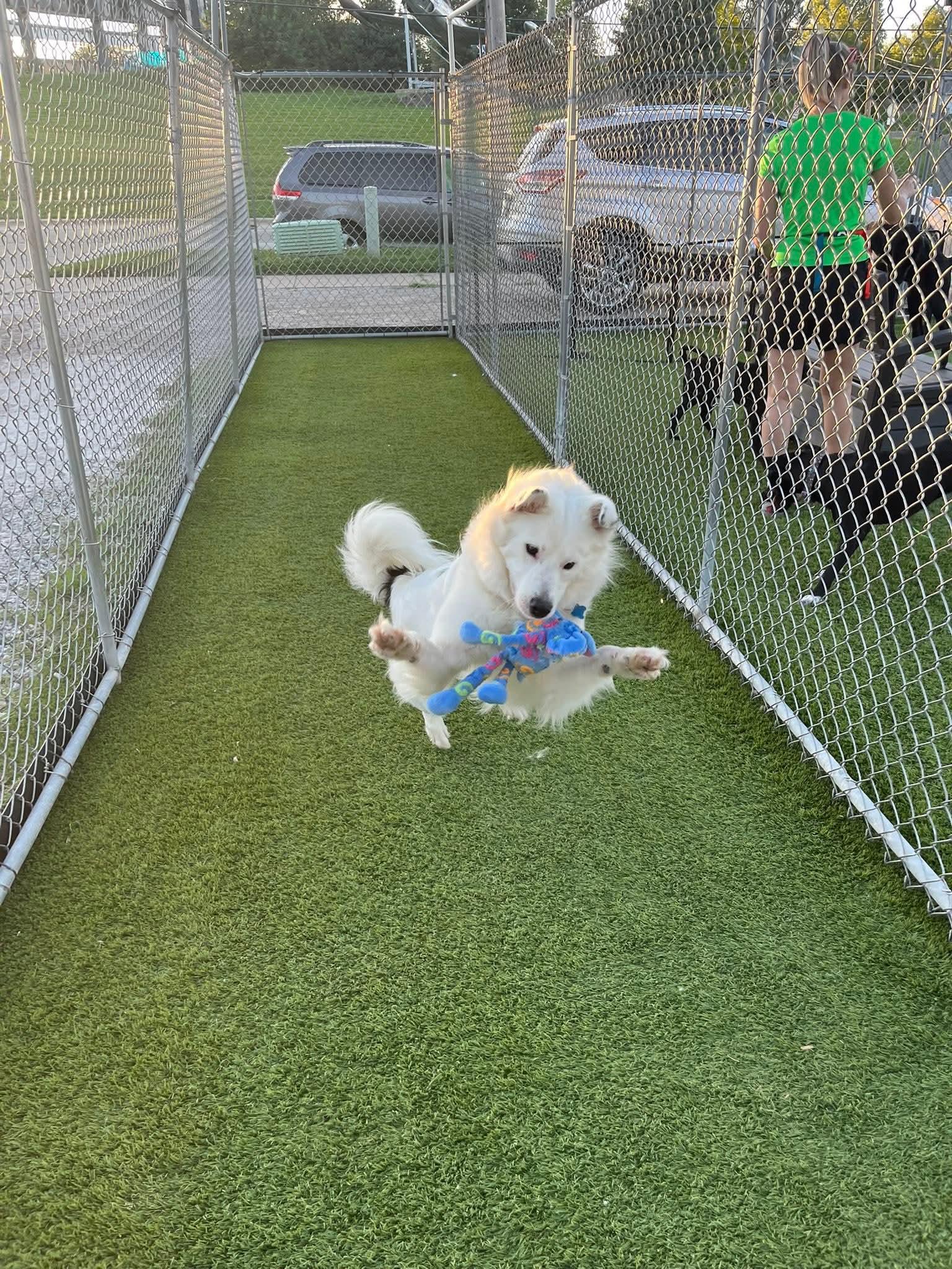 Nova, a Adoptable mixed breed in Cedar Rapids, IA image 5/6