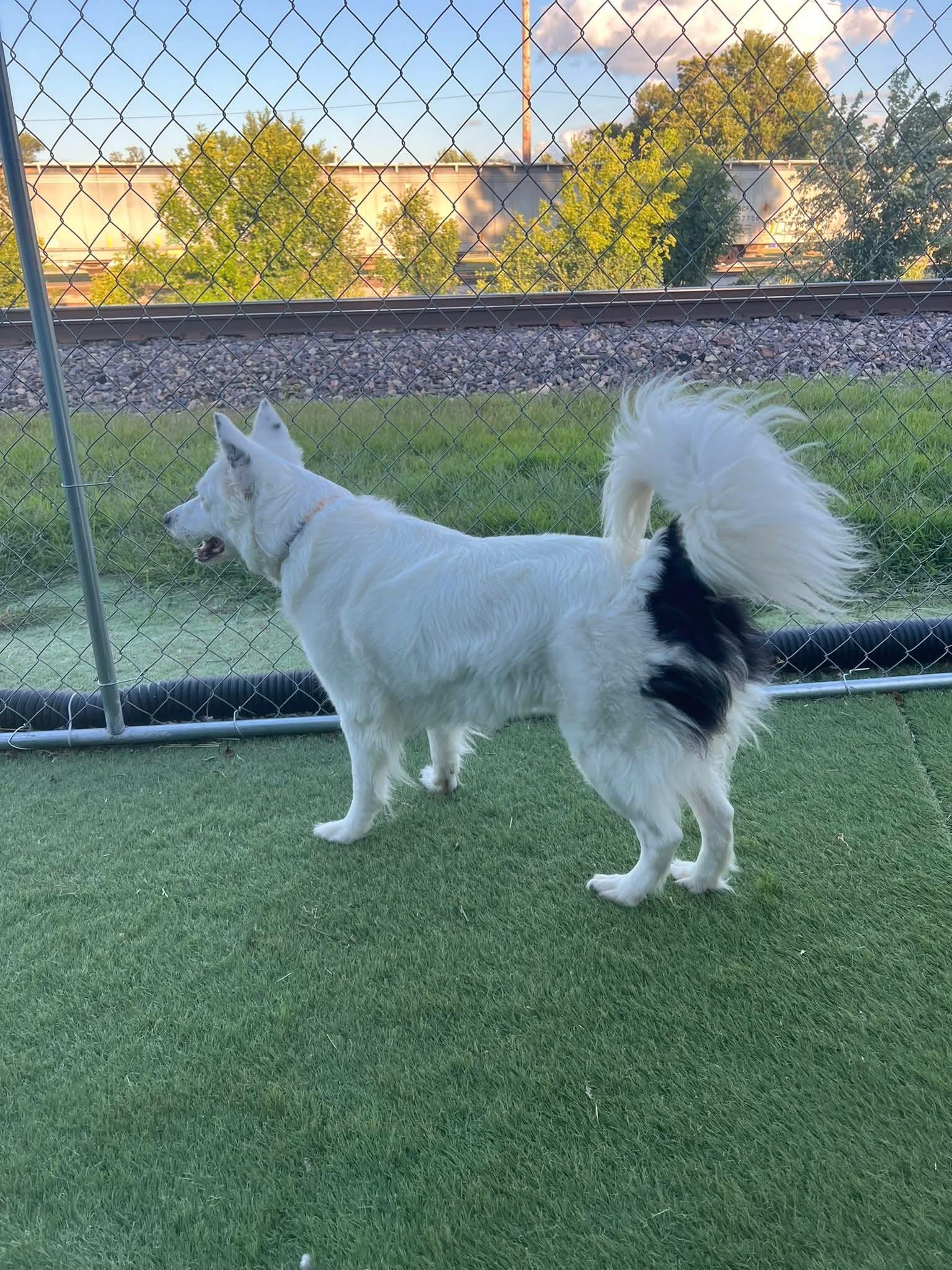Nova, an adoptable Spitz, Mixed Breed in Cedar Rapids, IA, 52404 | Photo Image 4