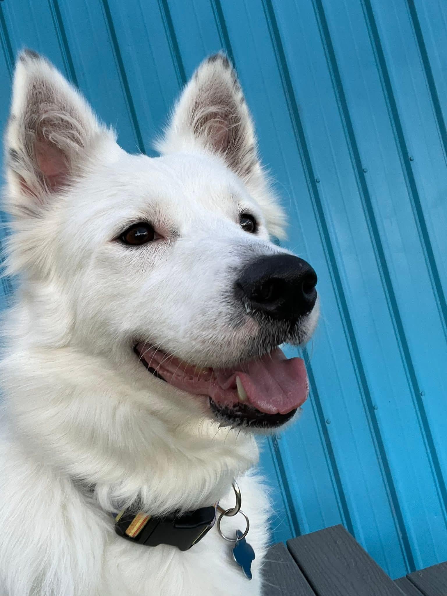 Nova, a Adoptable mixed breed in Cedar Rapids, IA image 2/6