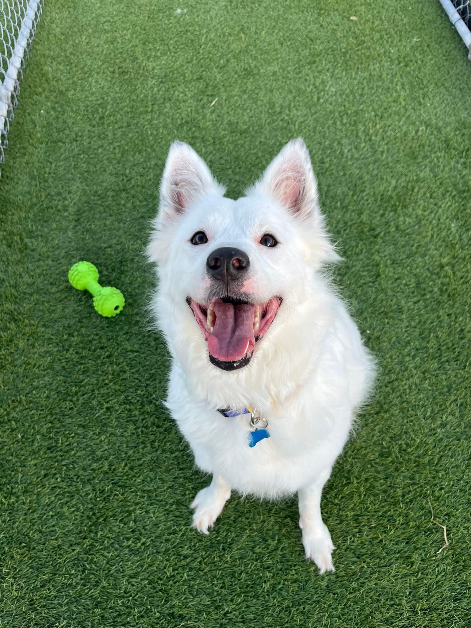 Nova, an adoptable Spitz, Mixed Breed in Cedar Rapids, IA, 52404 | Photo Image 3