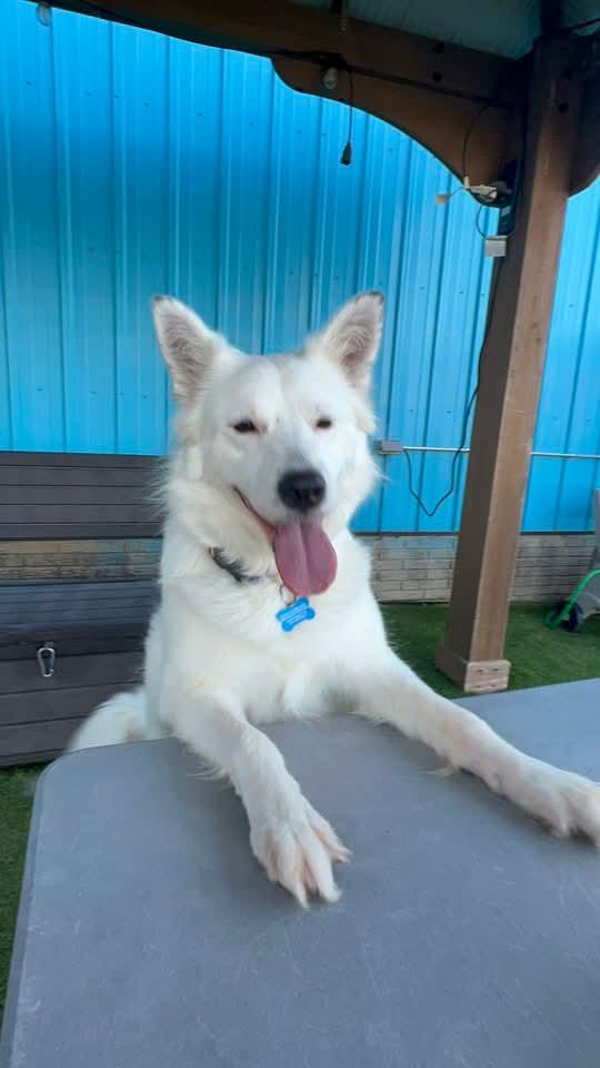 Nova, an adoptable Spitz, Mixed Breed in Cedar Rapids, IA, 52404 | Photo Image 1
