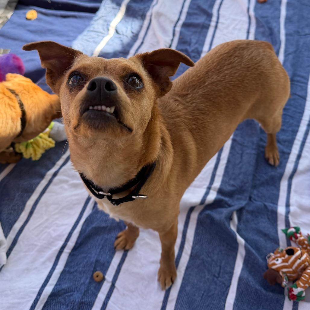 Lolita, Adoptable, Adult Female Chihuahua & Mixed Breed.