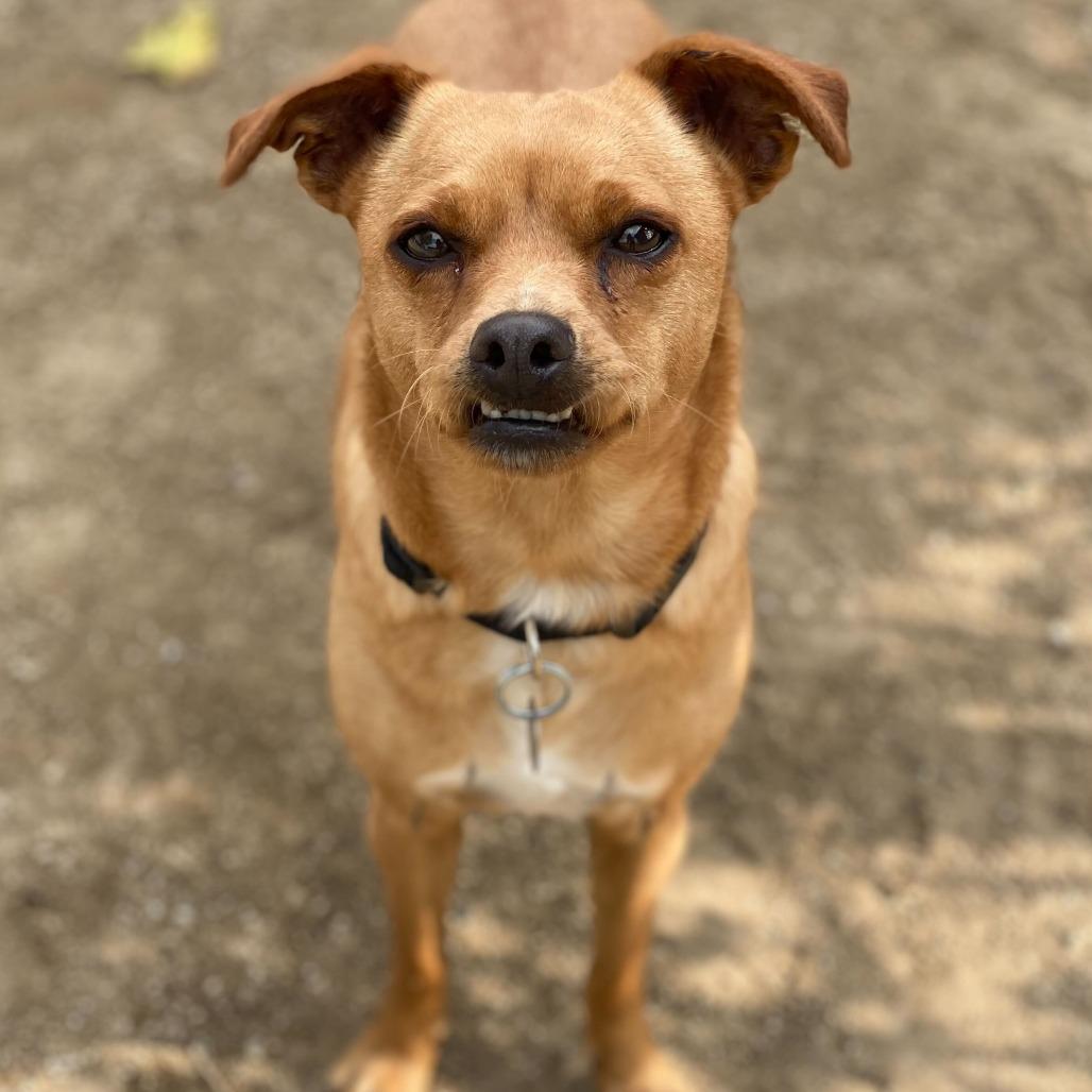 Enlarge Lolita, a Adoptable mixed breed in Riverside, CA image 2/3