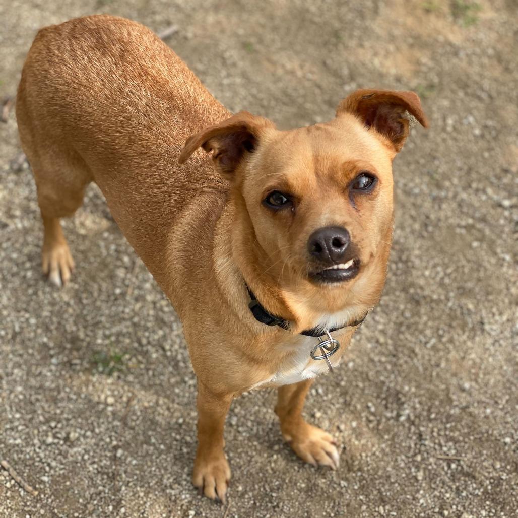 Enlarge Lolita, a Adoptable mixed breed in Riverside, CA image 3/3