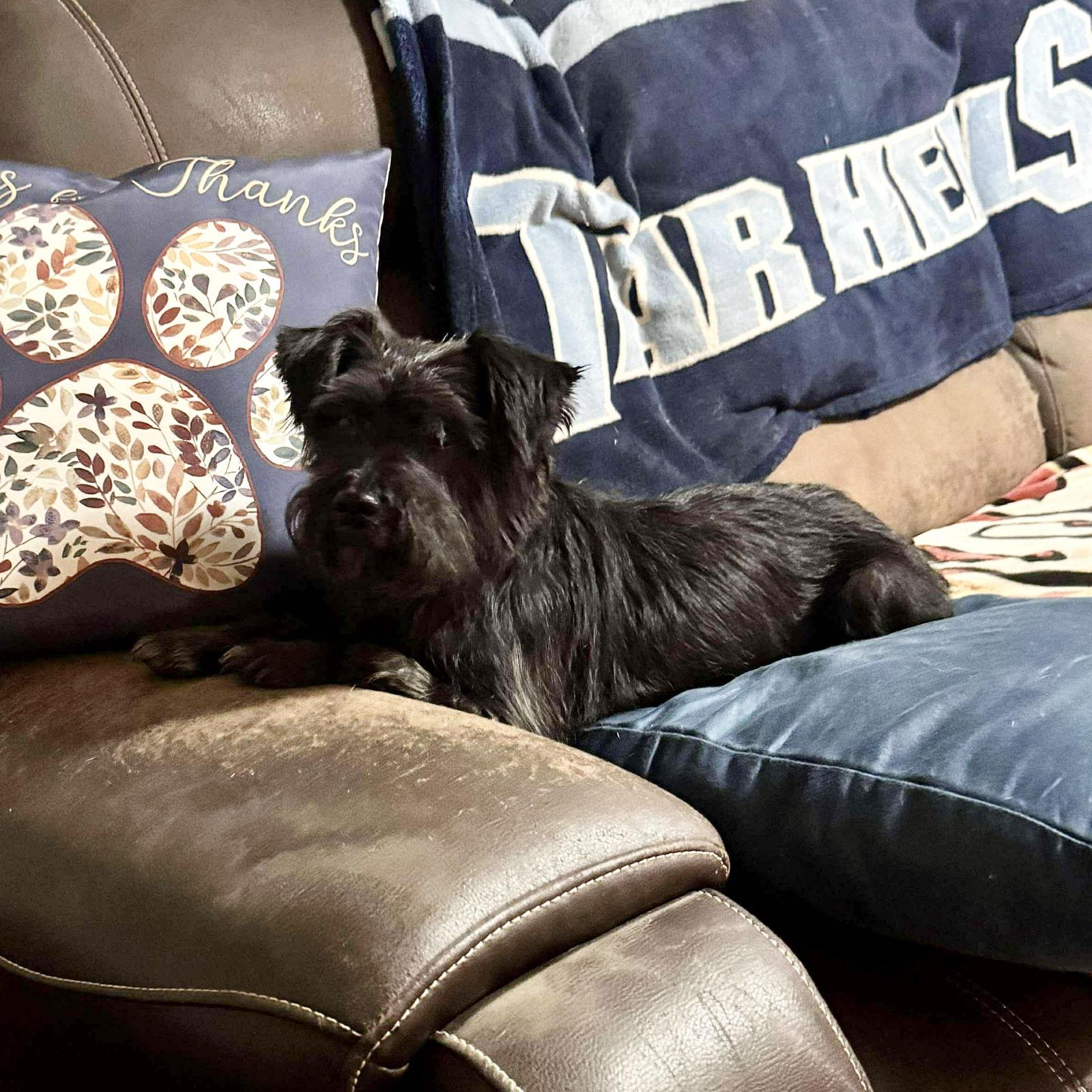 Mollie, Adoptable, Adult Female Schnauzer.