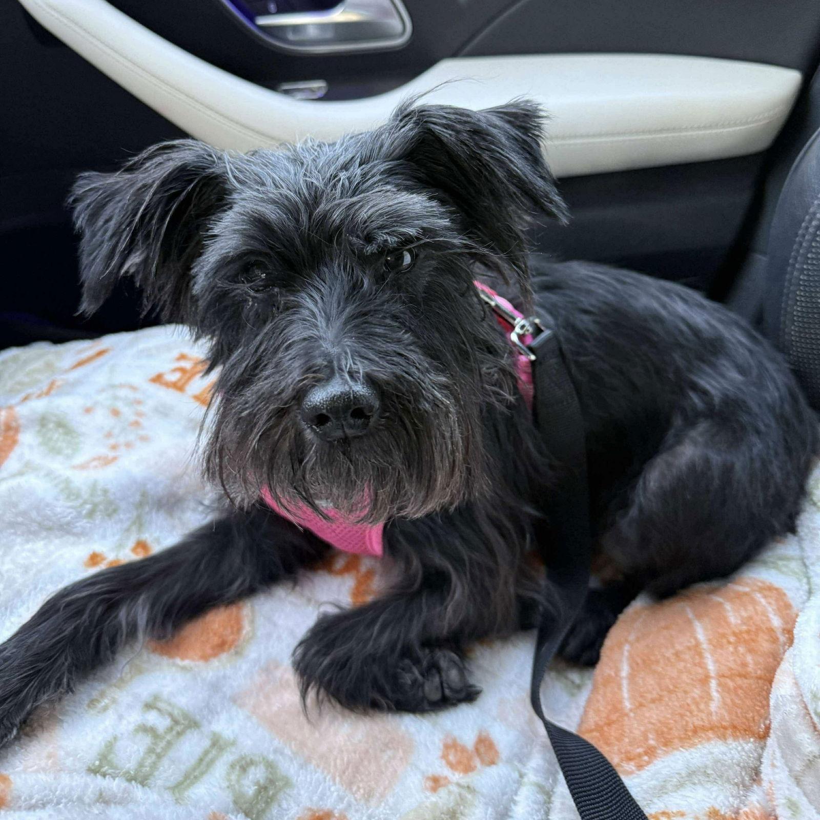 Mollie, a Adoptable Schnauzer in Hillsborough , NC image 2/3