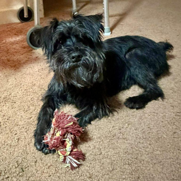 Mollie, a Adoptable Schnauzer in Hillsborough , NC image 3/3