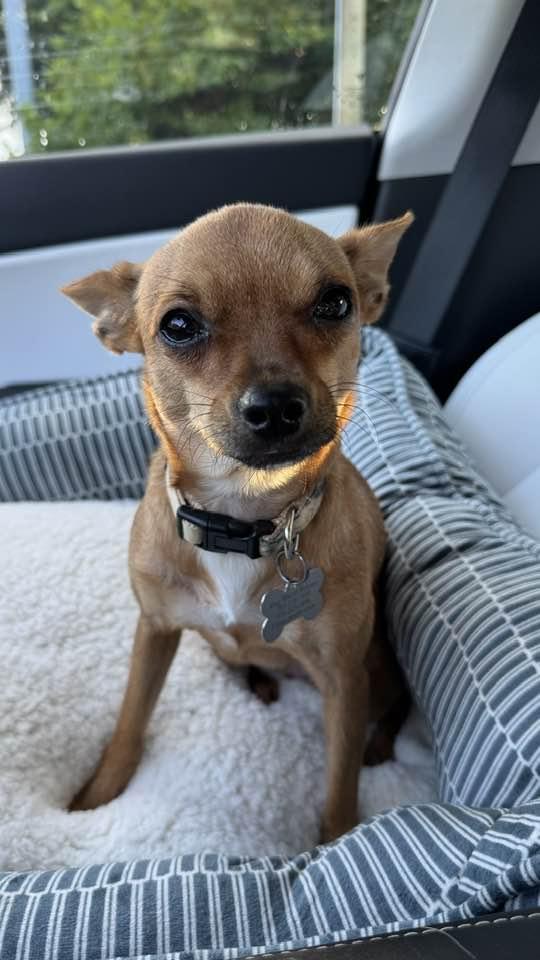 Bonita, Adopted, Adult Female Chihuahua & Rat Terrier.