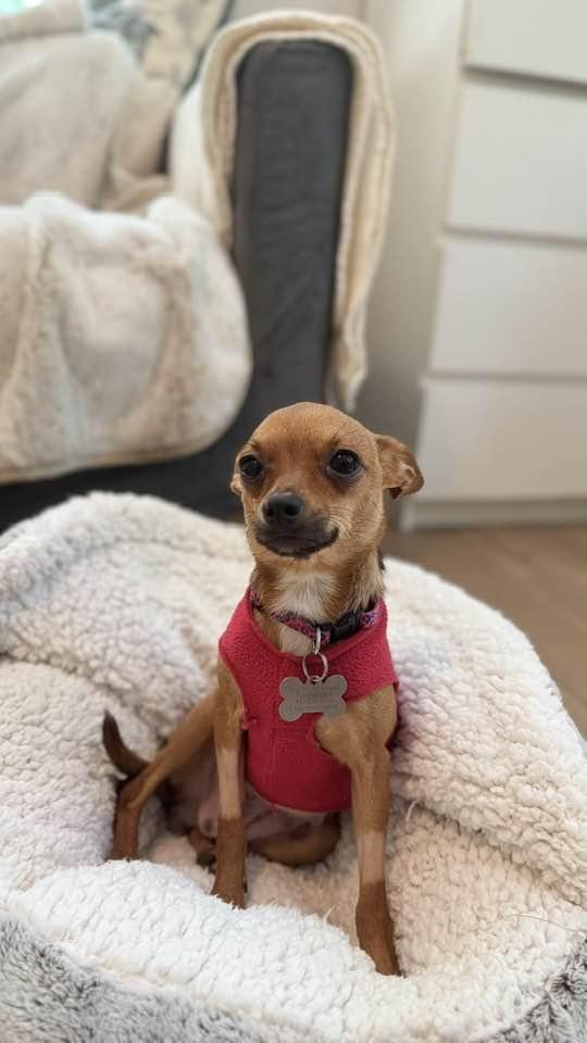 Bonita