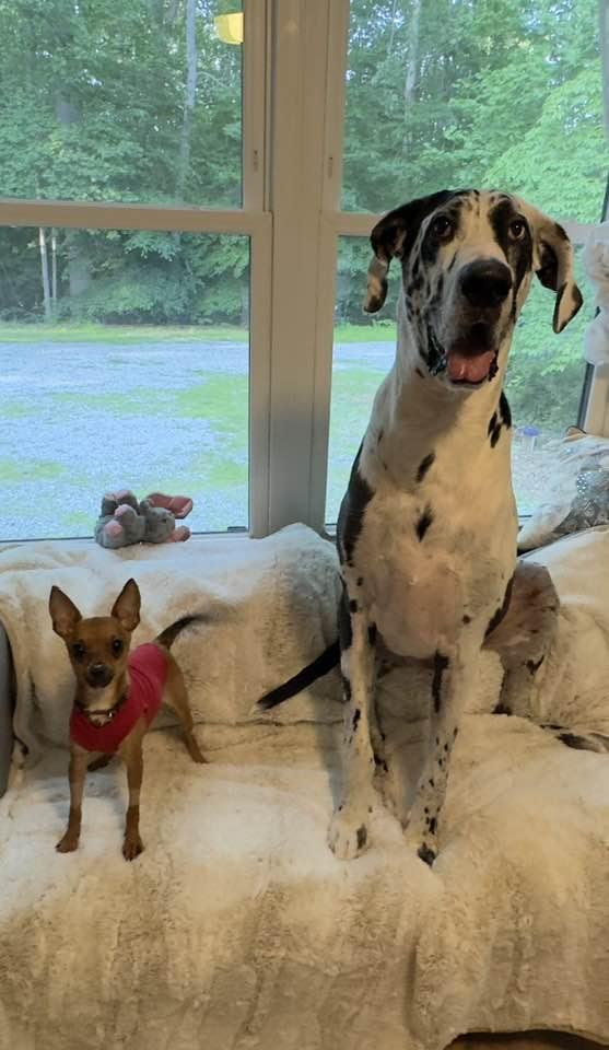 Bonita, a Adopted mixed breed in Clifton, VA image 2/5