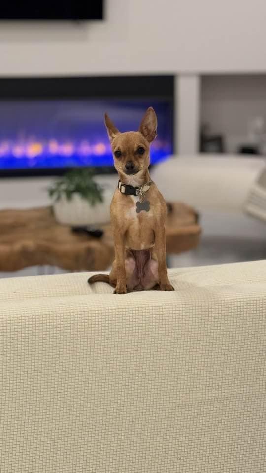 Bonita, a Adopted mixed breed in Clifton, VA image 3/5