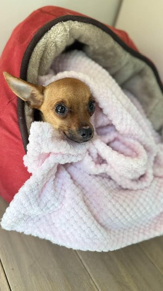 Bonita