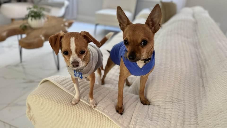 Bonita, a Adopted mixed breed in Clifton, VA image 4/5