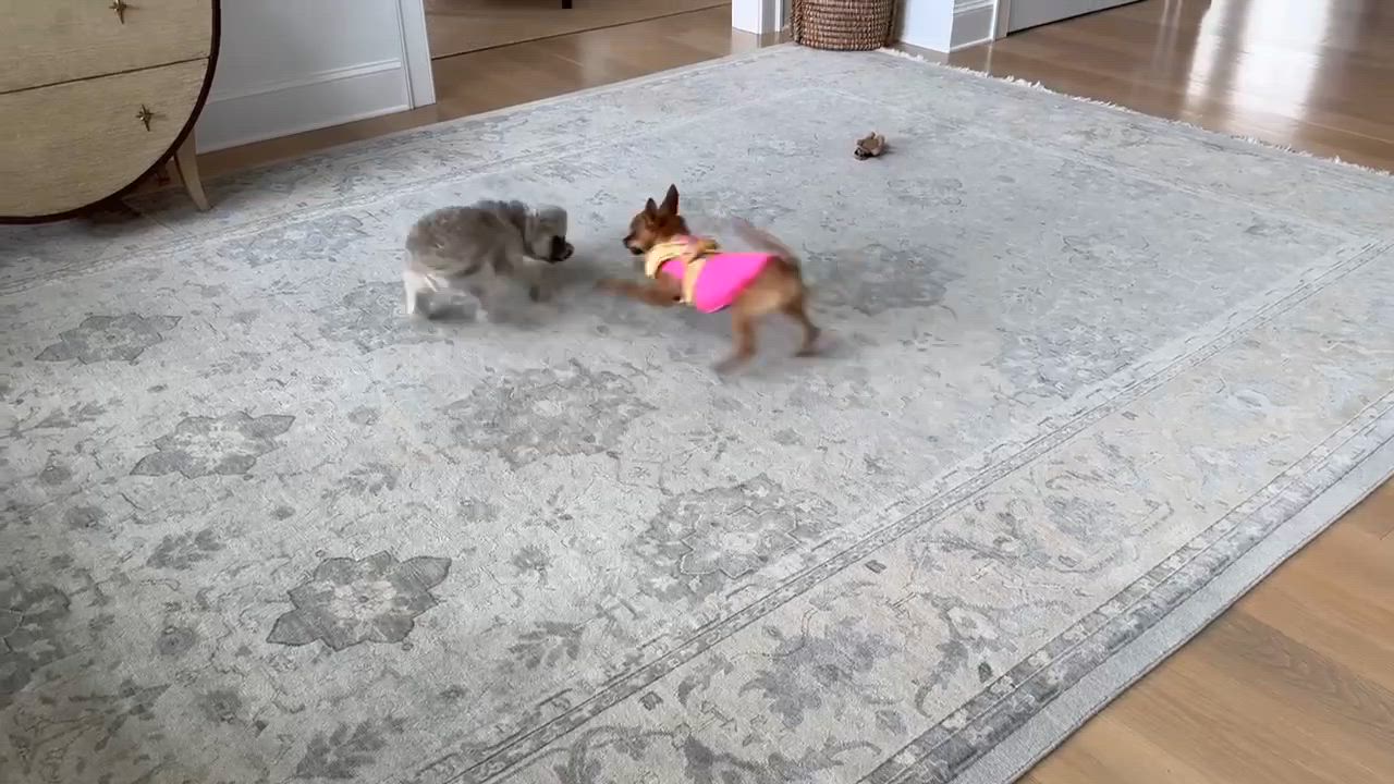 Enlarge Bonita, a Adopted mixed breed in Clifton, VA video 5/5