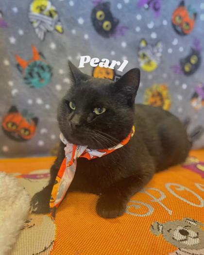 Enlarge Pearl, a Adoptable Domestic Short Hair in Columbus, IN image 1/1