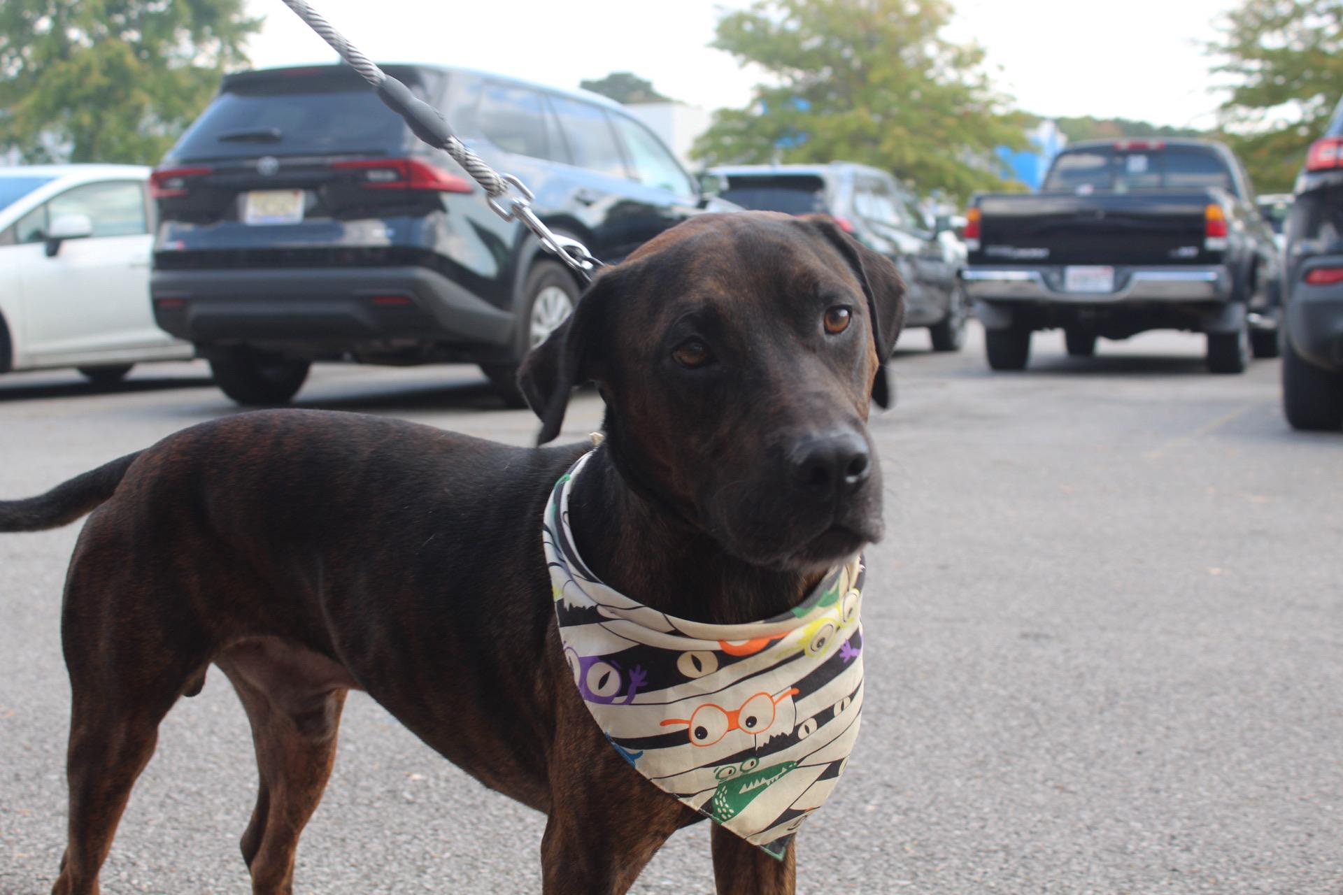 Ozzy, a Adoptable mixed breed in Pelham, AL image 3/5