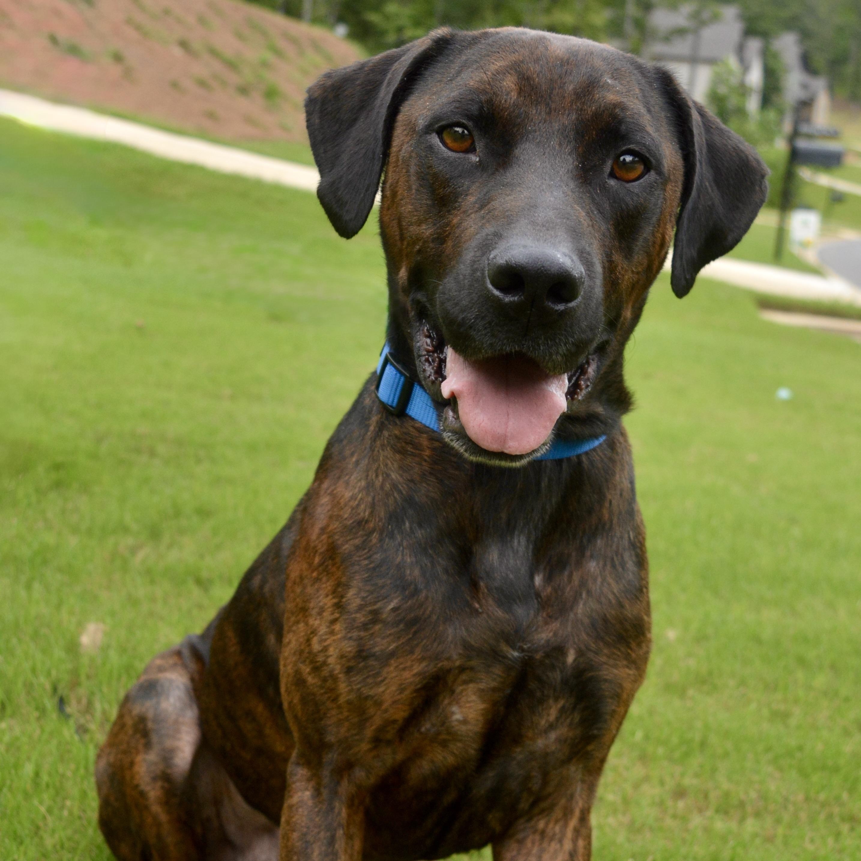 Ozzy, a Adoptable mixed breed in Pelham, AL image 2/5