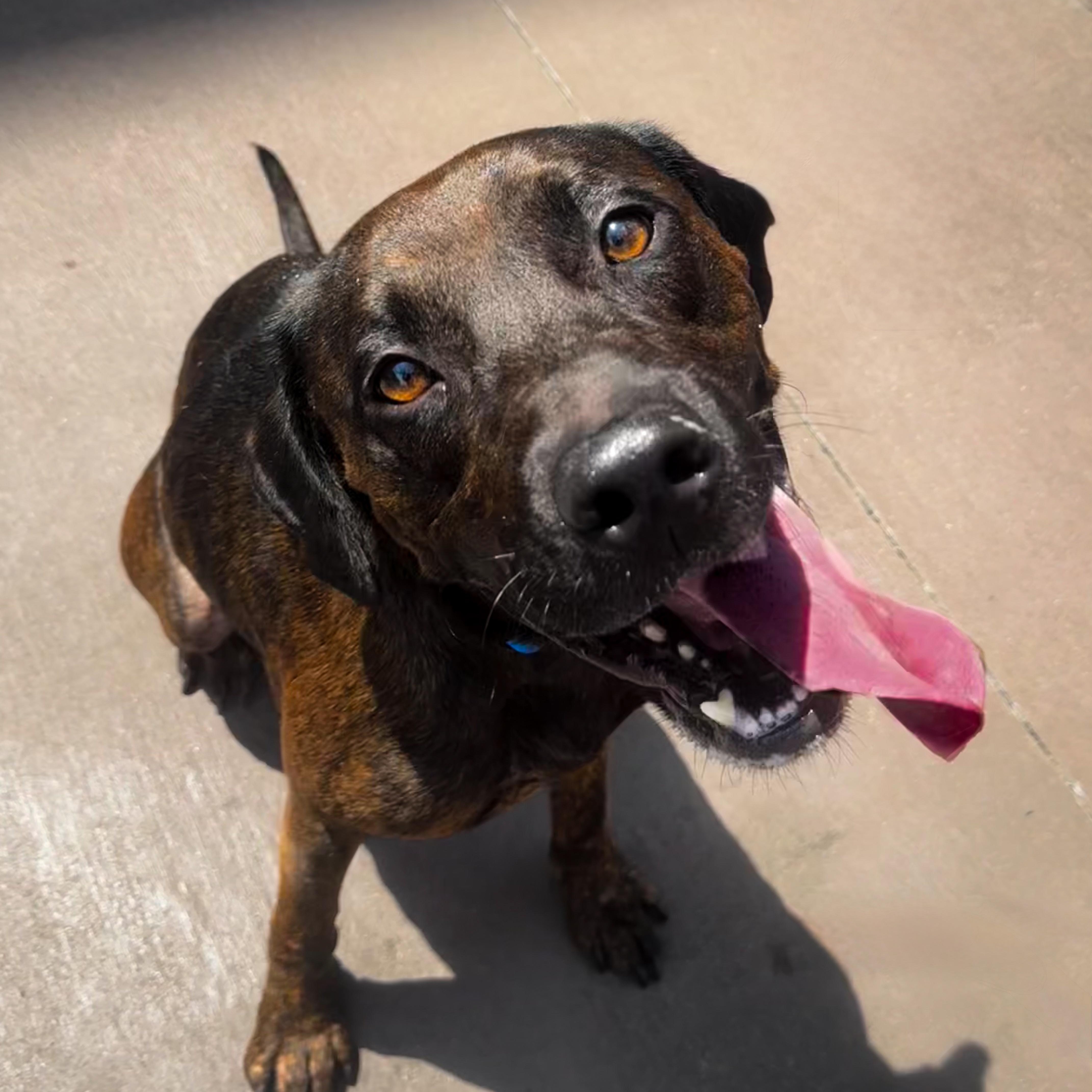 Ozzy, a Adoptable mixed breed in Pelham, AL image 5/5