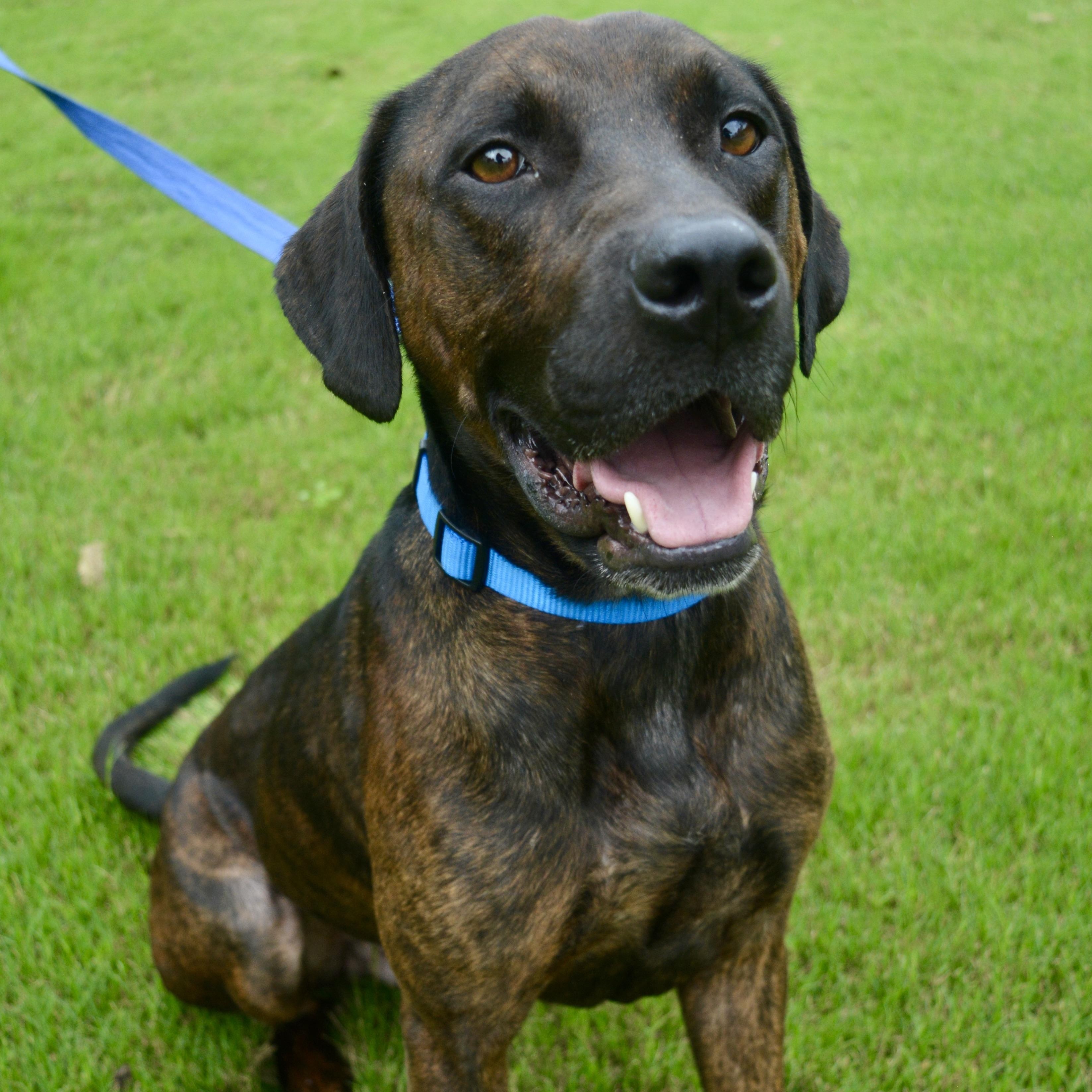 Ozzy, Adoptable, Adult Male Labrador Retriever & Mixed Breed.