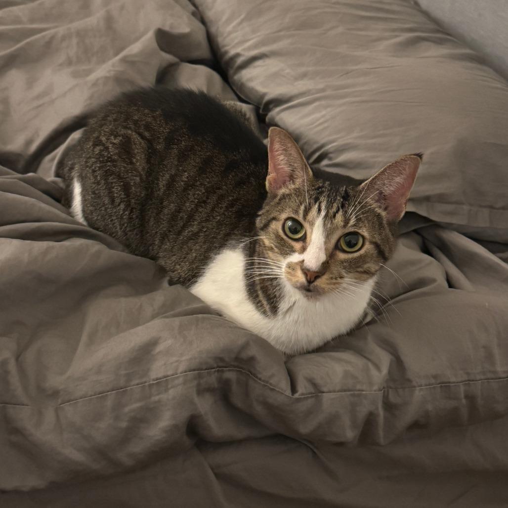 Succulent, Adoptable, Adult Female Domestic Short Hair.