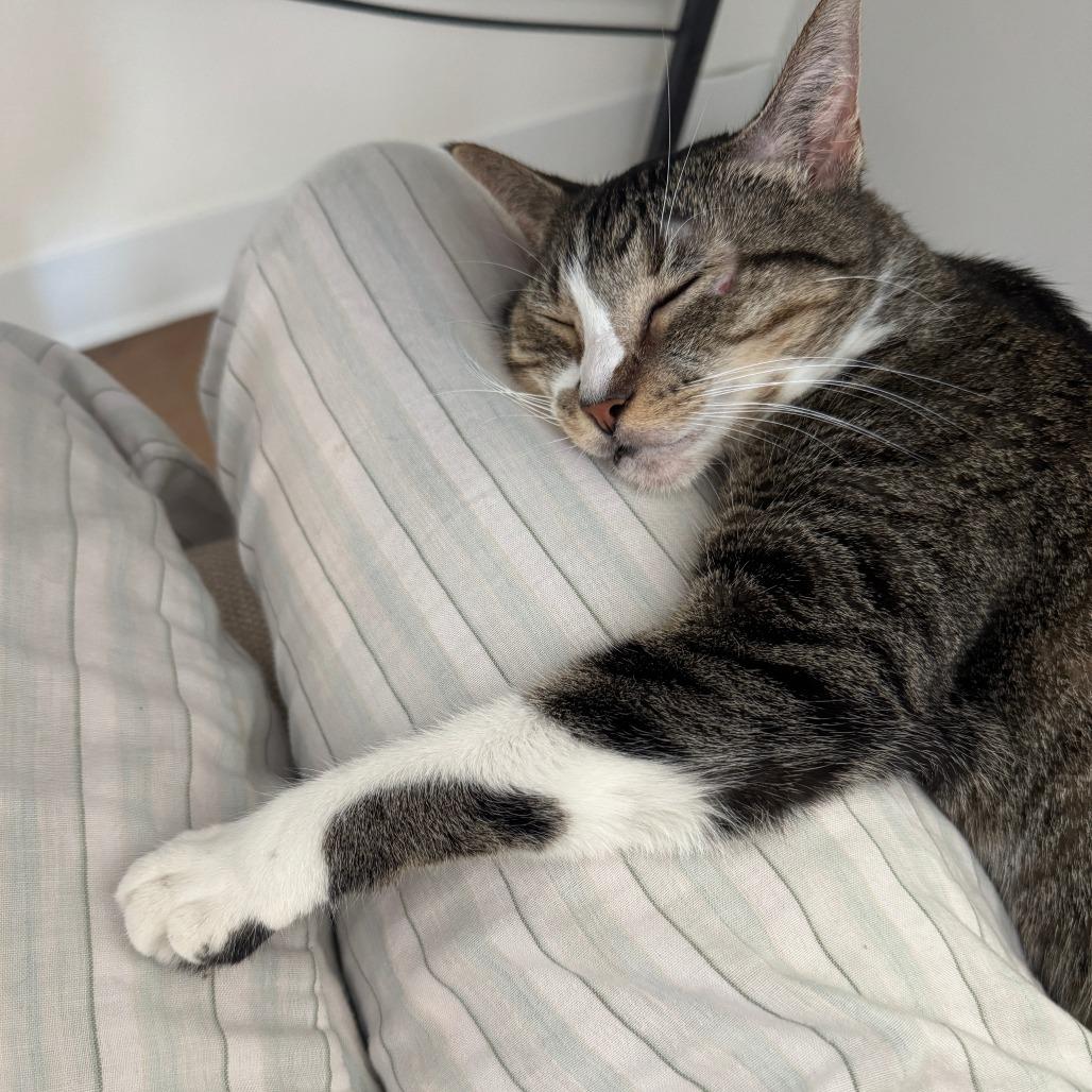 Enlarge Succulent, a Adoptable Domestic Short Hair in Evanston, IL image 2/4