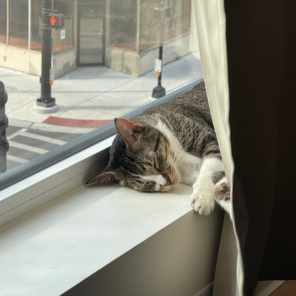 Enlarge Succulent, a Adoptable Domestic Short Hair in Evanston, IL image 3/4