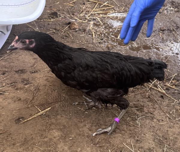 Leeta, Adoptable, Young Male Chicken.