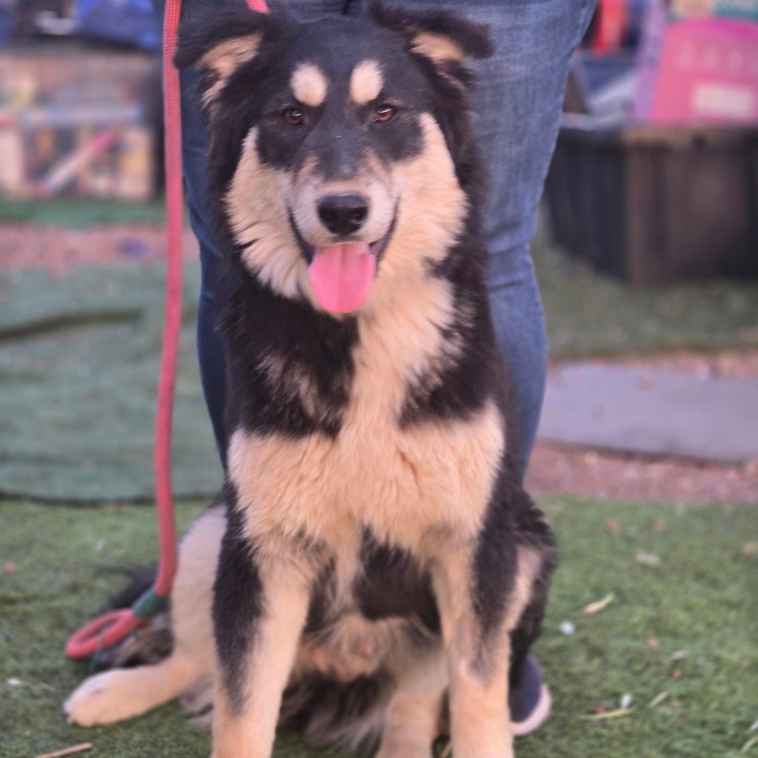 Rubble, Adoptable, Young Male Shepherd & Husky.