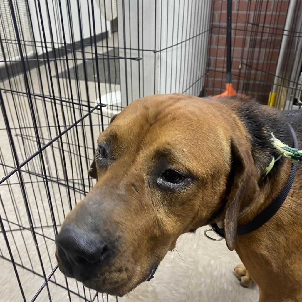 Bulldozer, Adoptable, Adult Male Hound.