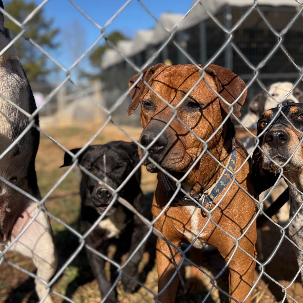 Enlarge Bulldozer, a Adoptable Hound in Parrish, AL image 2/6