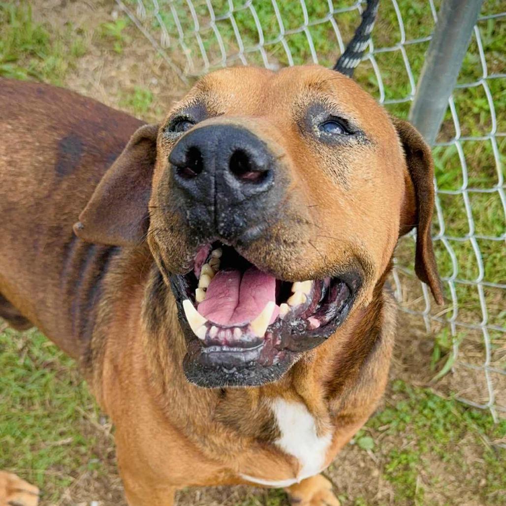 Bulldozer, a Adoptable Hound in Parrish, AL image 2/6