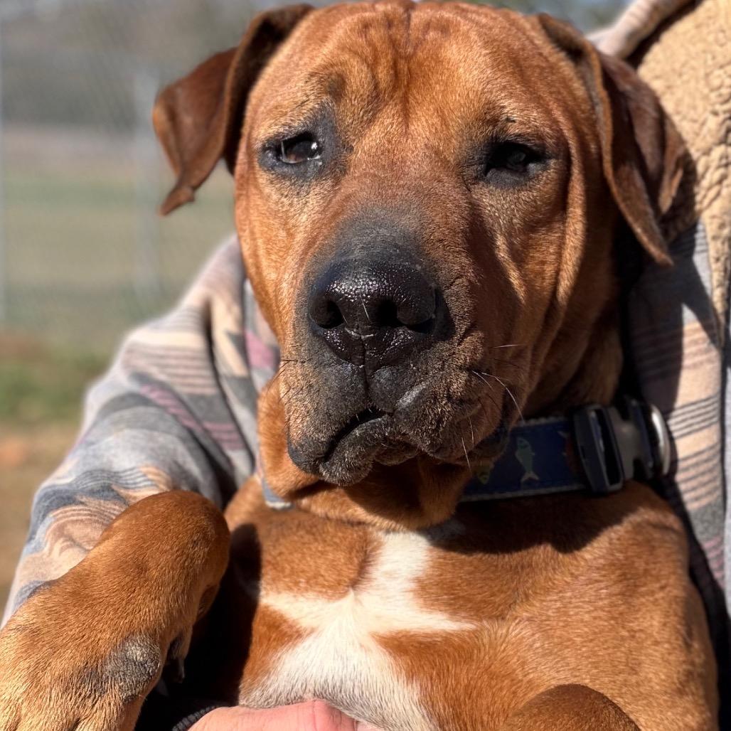 Enlarge Bulldozer, a Adoptable Hound in Parrish, AL image 4/6
