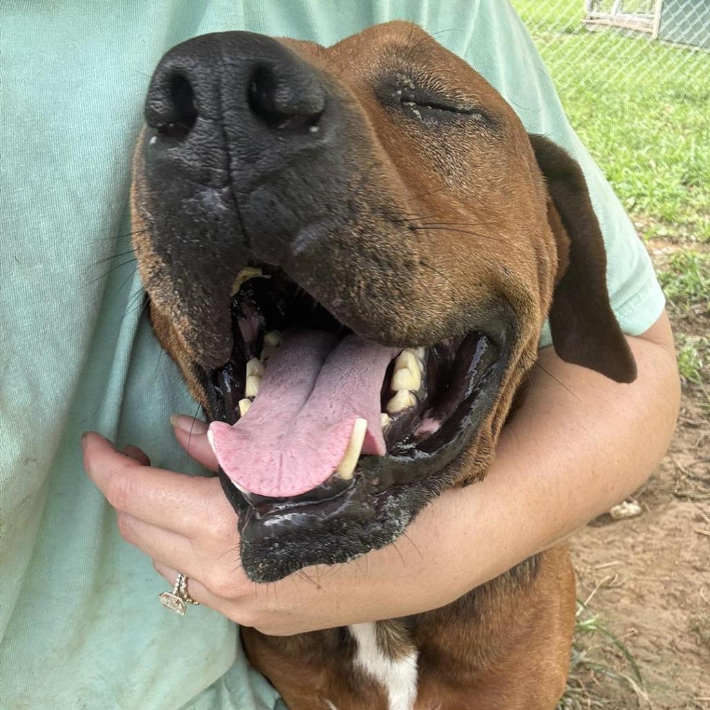 Bulldozer, a Adoptable Hound in Parrish, AL image 4/6