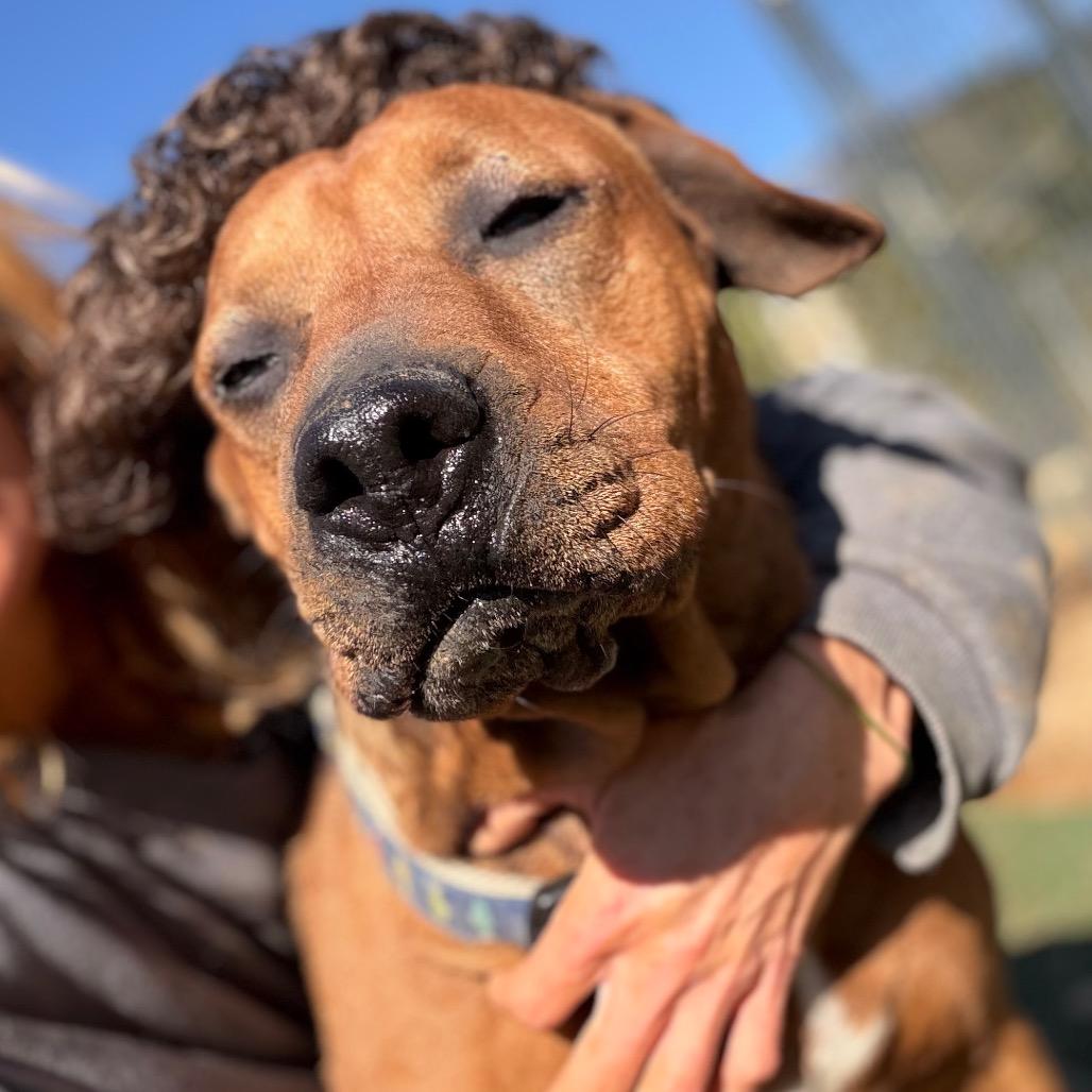 Bulldozer — thumbnail 5