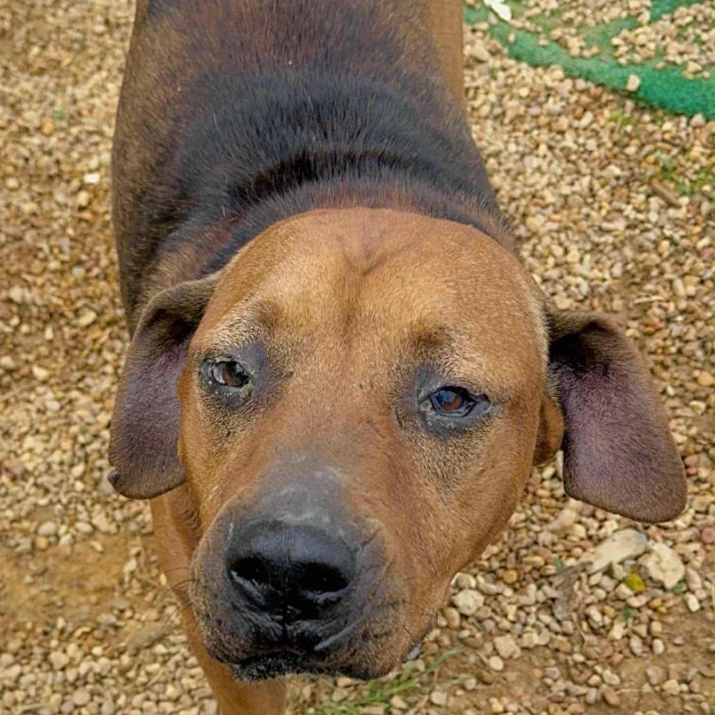Bulldozer, a Adoptable Hound in Parrish, AL image 5/6