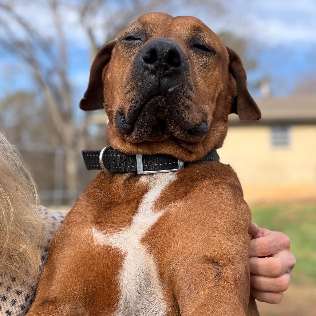 Bulldozer — thumbnail 6