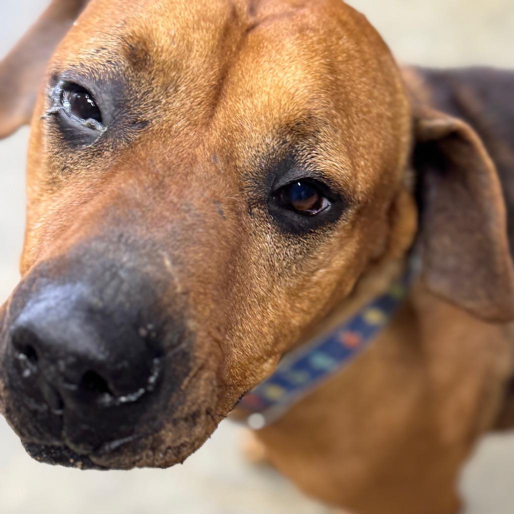 Bulldozer, a Adoptable Hound in Parrish, AL image 6/6