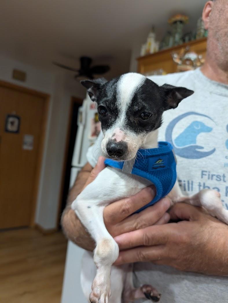 Enlarge Alice, a Adoptable mixed breed in Dayton, OH image 2/5