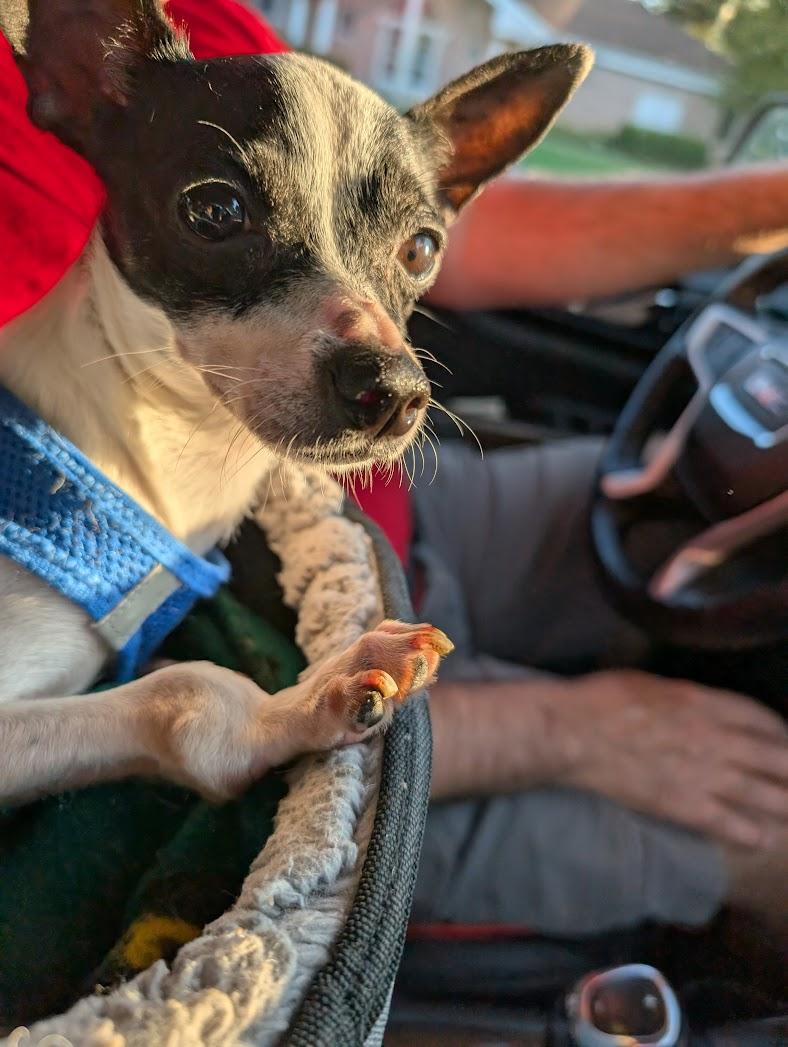 Enlarge Alice, a Adoptable mixed breed in Dayton, OH image 3/5